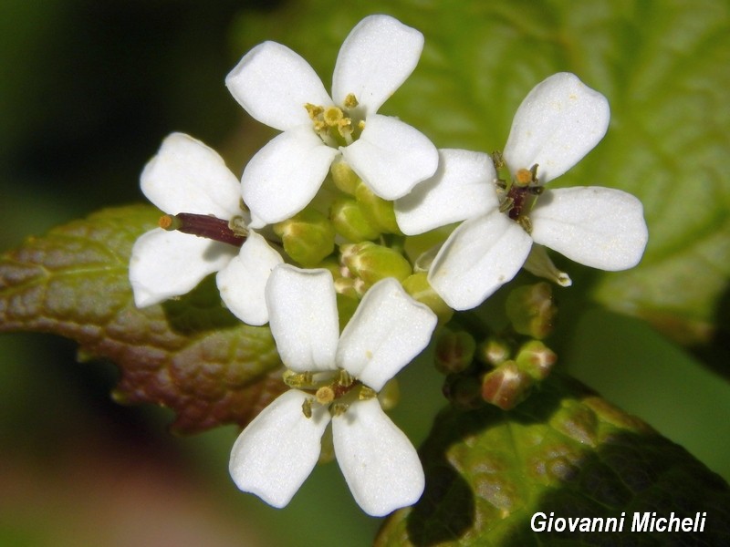 Parco del Ticino - Alliaria petiolata